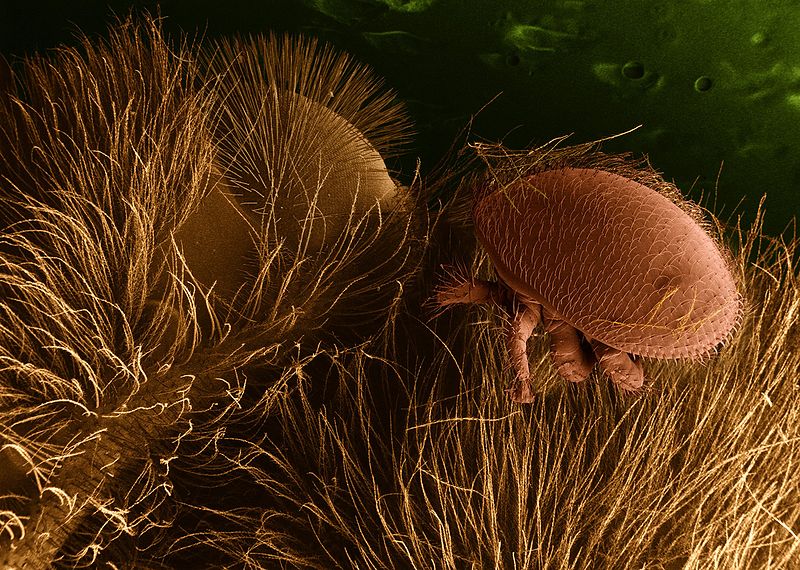 Varroa_Mite